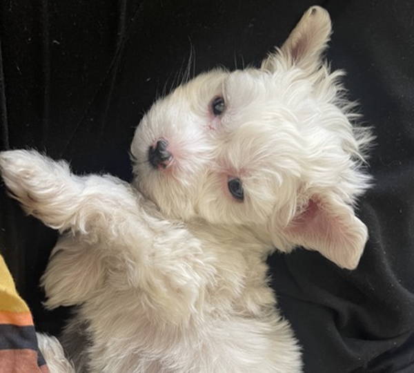Coco