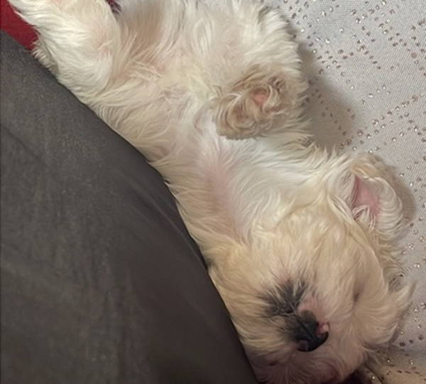 Coco
