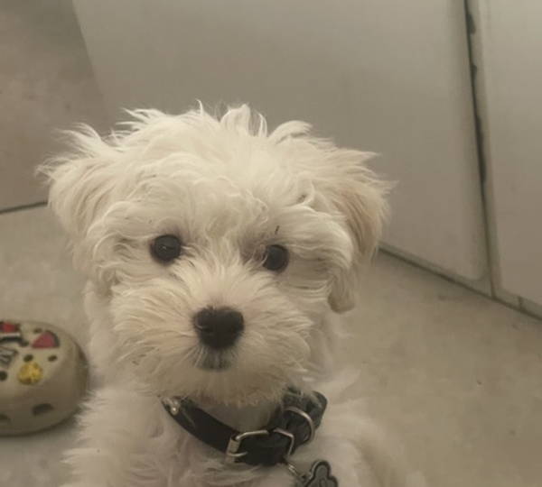 Coco