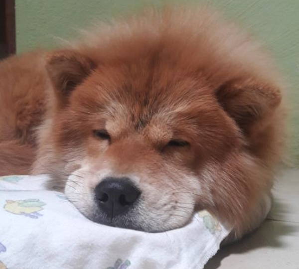 Dumpling