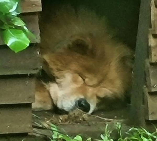 Dumpling