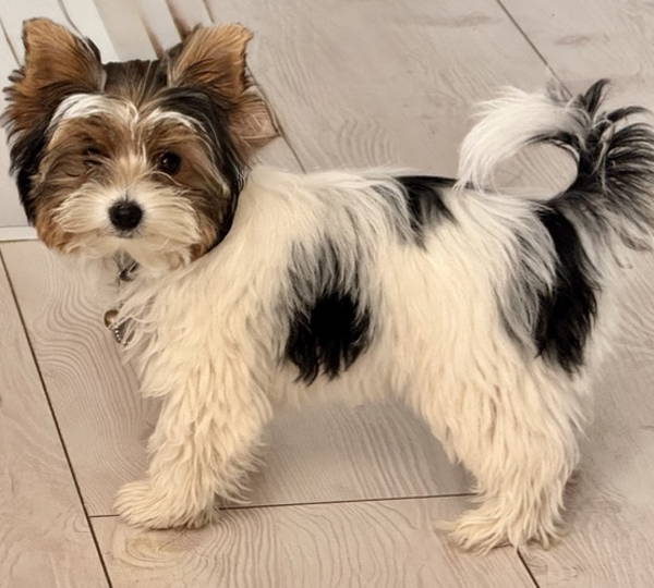 Charlie