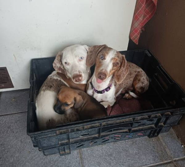 Bluey & Minkie