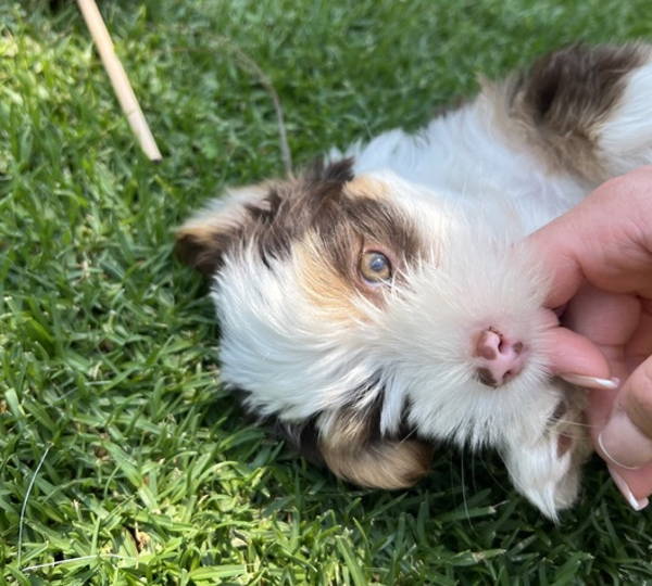 Benji