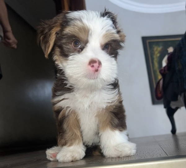 Benji