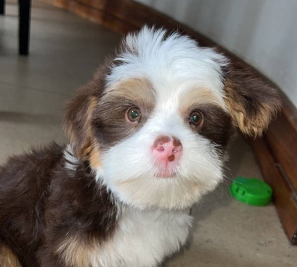 Benji