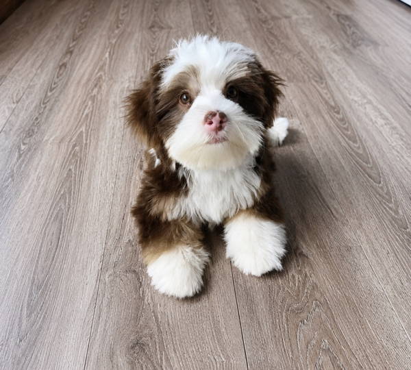 Benji