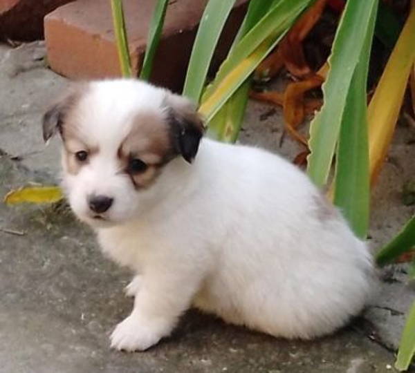 Daisy