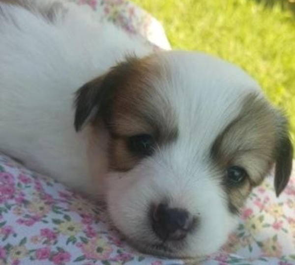 Daisy