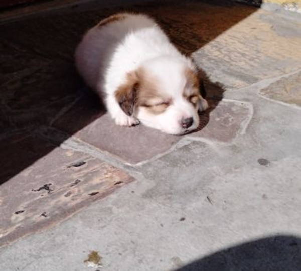 Daisy
