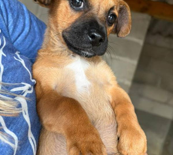 Bella