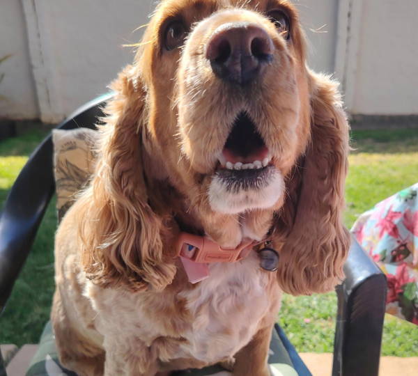 Bella