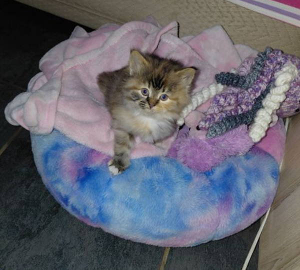 Fluffy