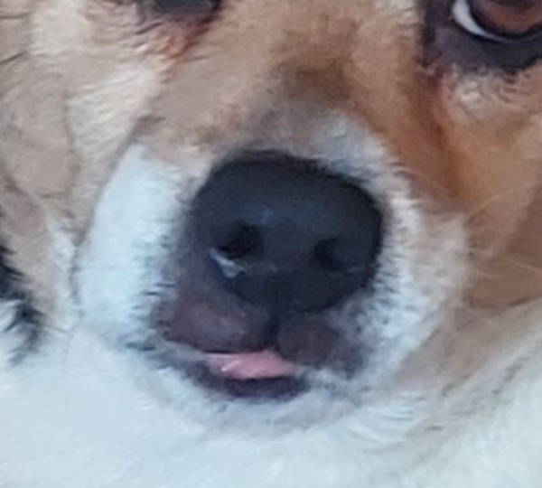 Lola