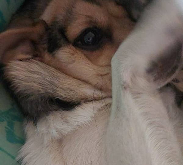 Lola