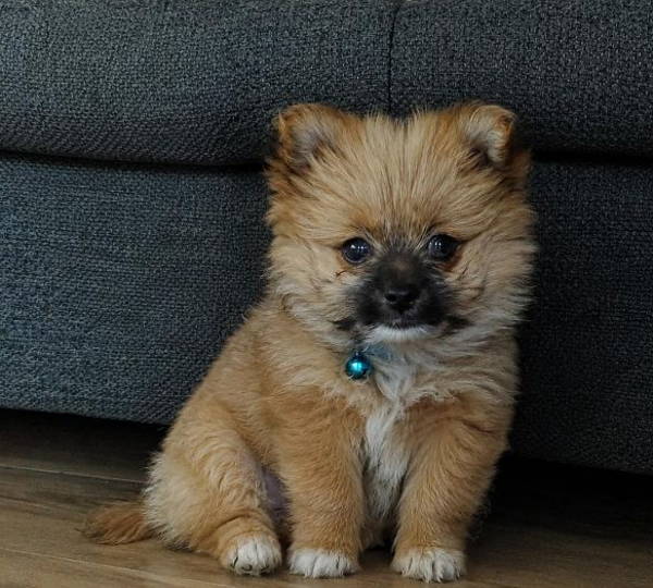 Teddy