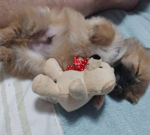Teddy