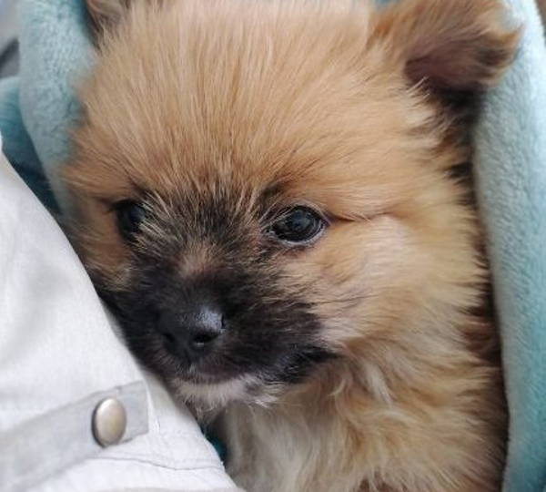 Teddy