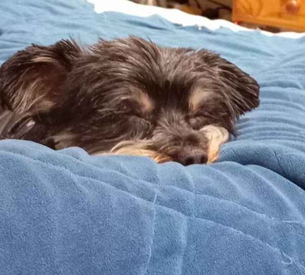Teddy