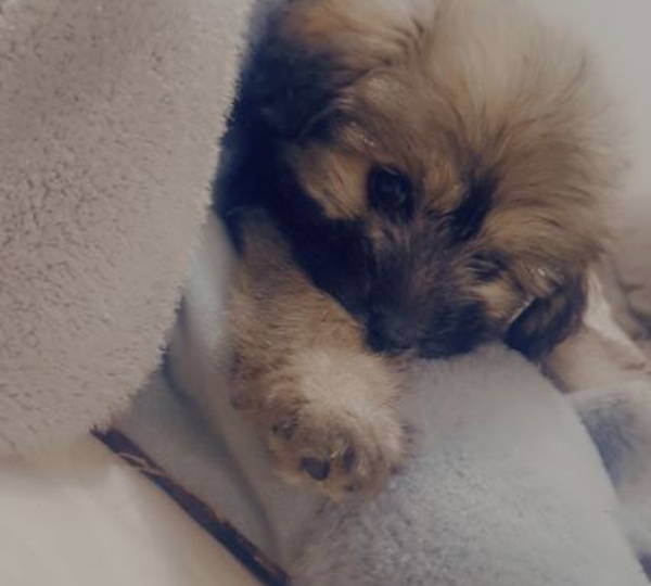 Milo