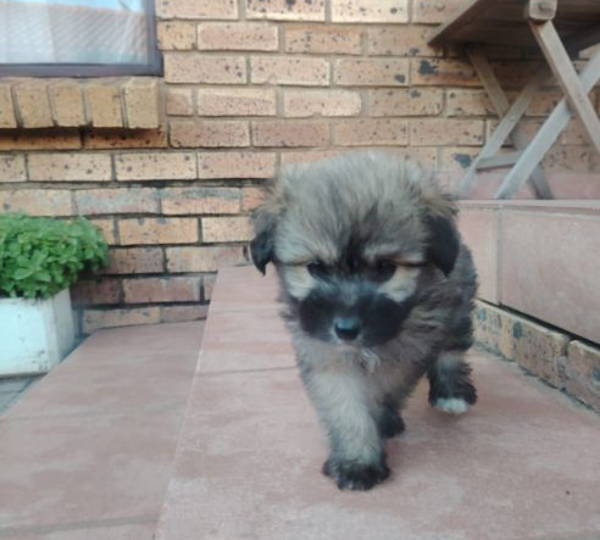 Milo