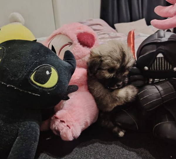 Milo