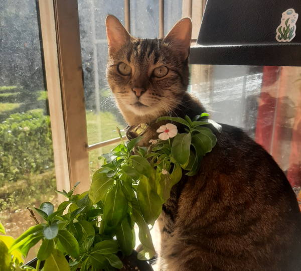 Buttercup