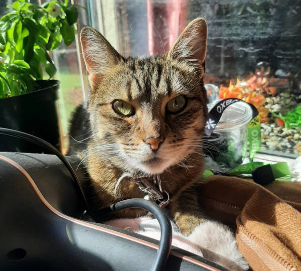 Buttercup