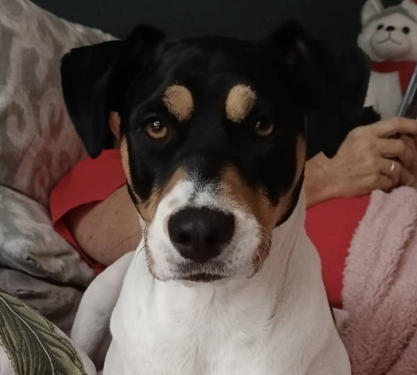 Heidi