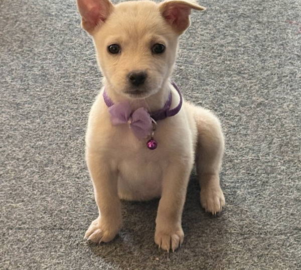 Lexi
