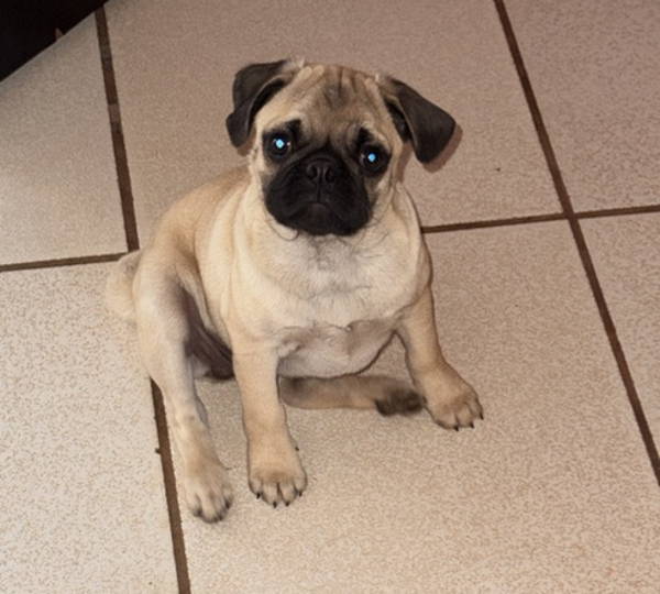 Coco-Chanel
