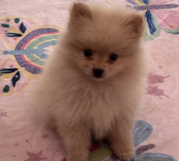 Charlie