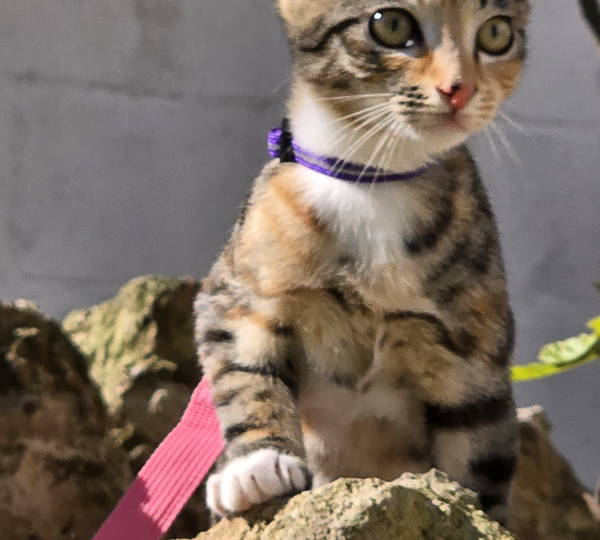 Luna