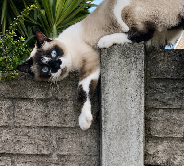 Lilo