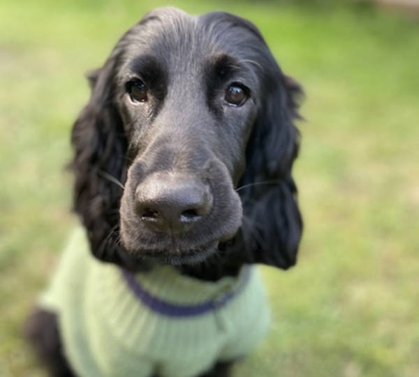 Willow