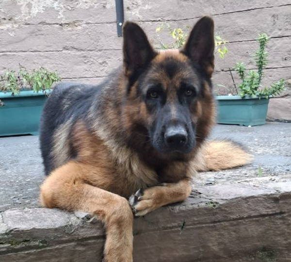 Kovu