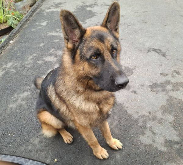 Kovu