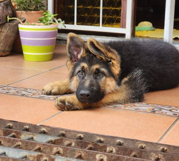 Kovu