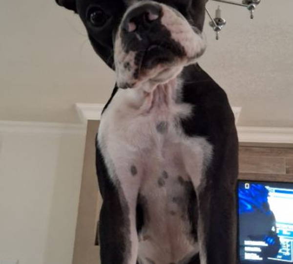 Jessie