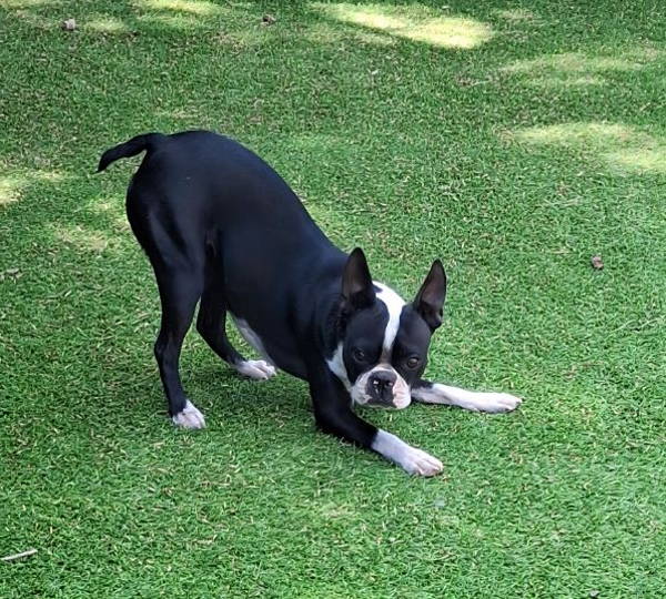 Jessie
