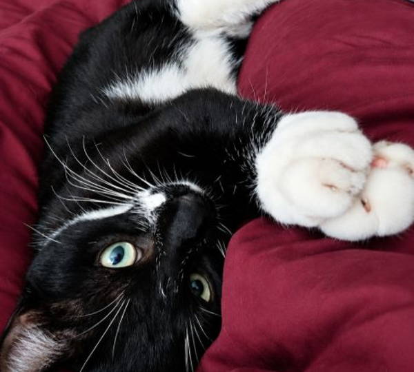 Benji