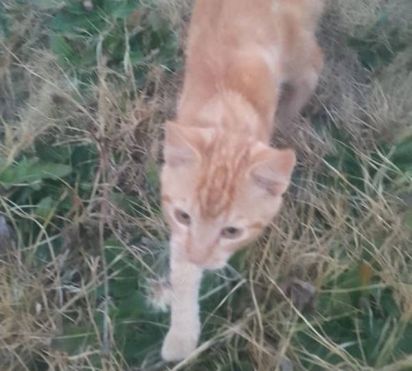 Garfield