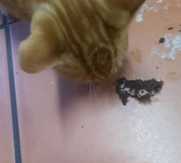 Garfield