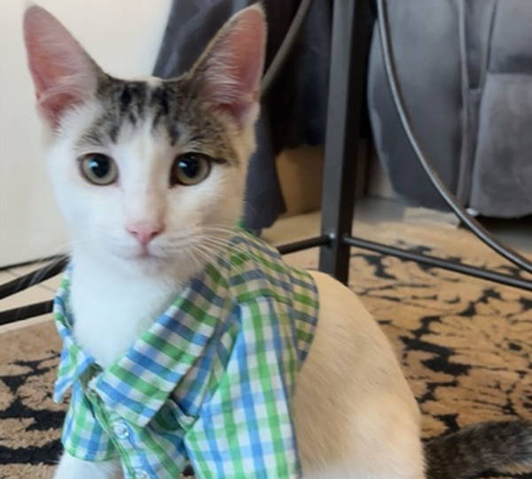 Bella, Bubbles & Casper