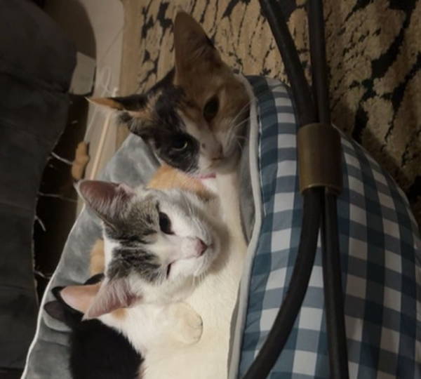 Bella, Bubbles & Casper