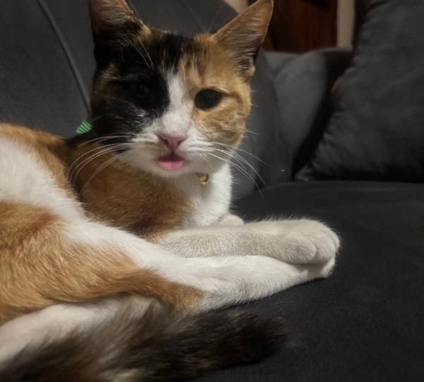 Bella, Bubbles & Casper