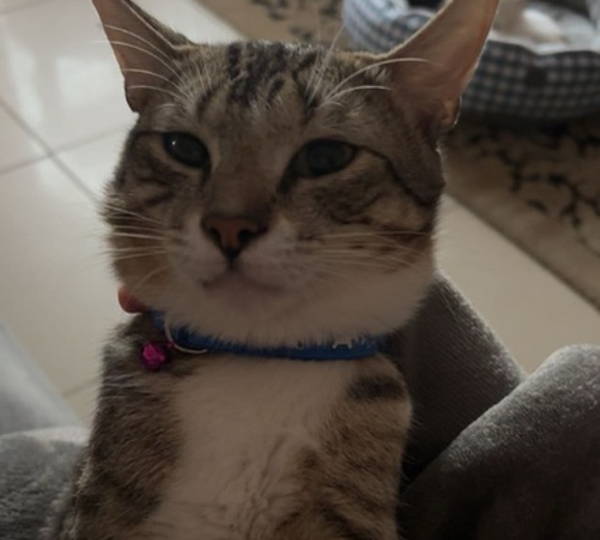 Bella, Bubbles & Casper