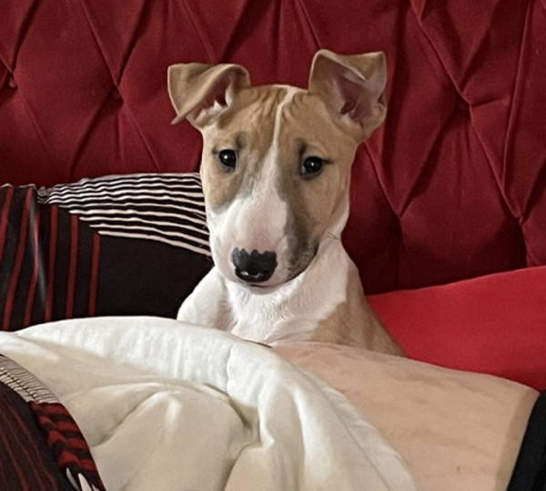 Hazel