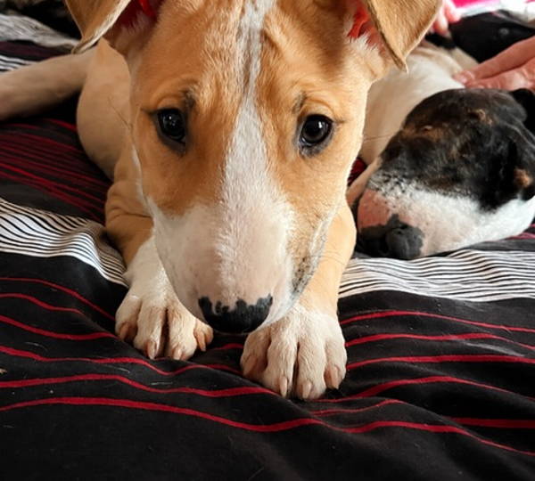 Hazel