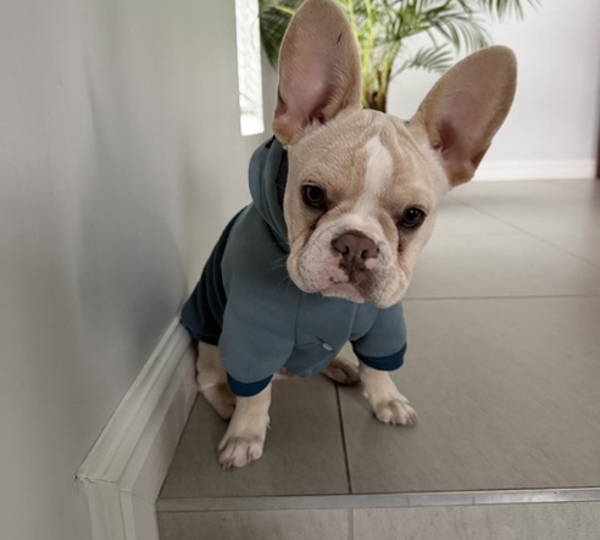 Luca